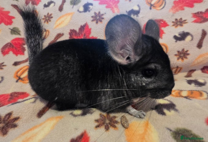 Chinchilla rodents - Advert 2