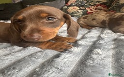 Miniature Dachshund dogs for sale: Ready now Kc registered miniature Pra clear - Image 10