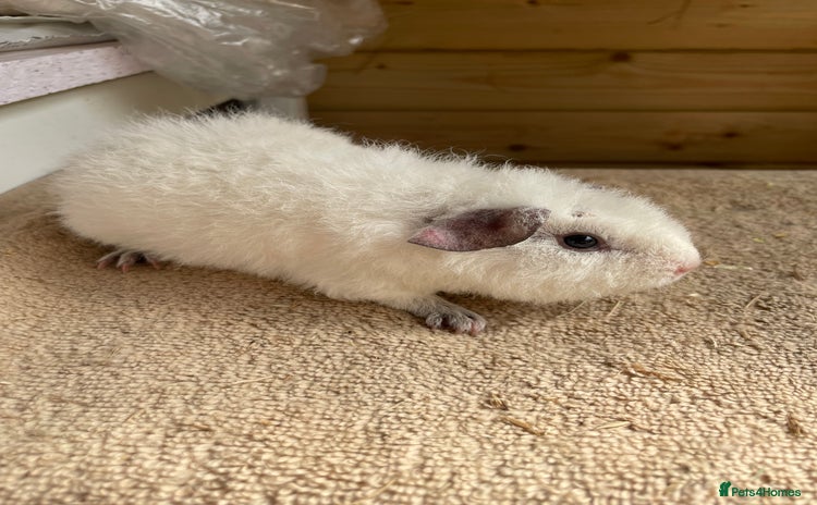 Guinea Pig rodents - Advert 15