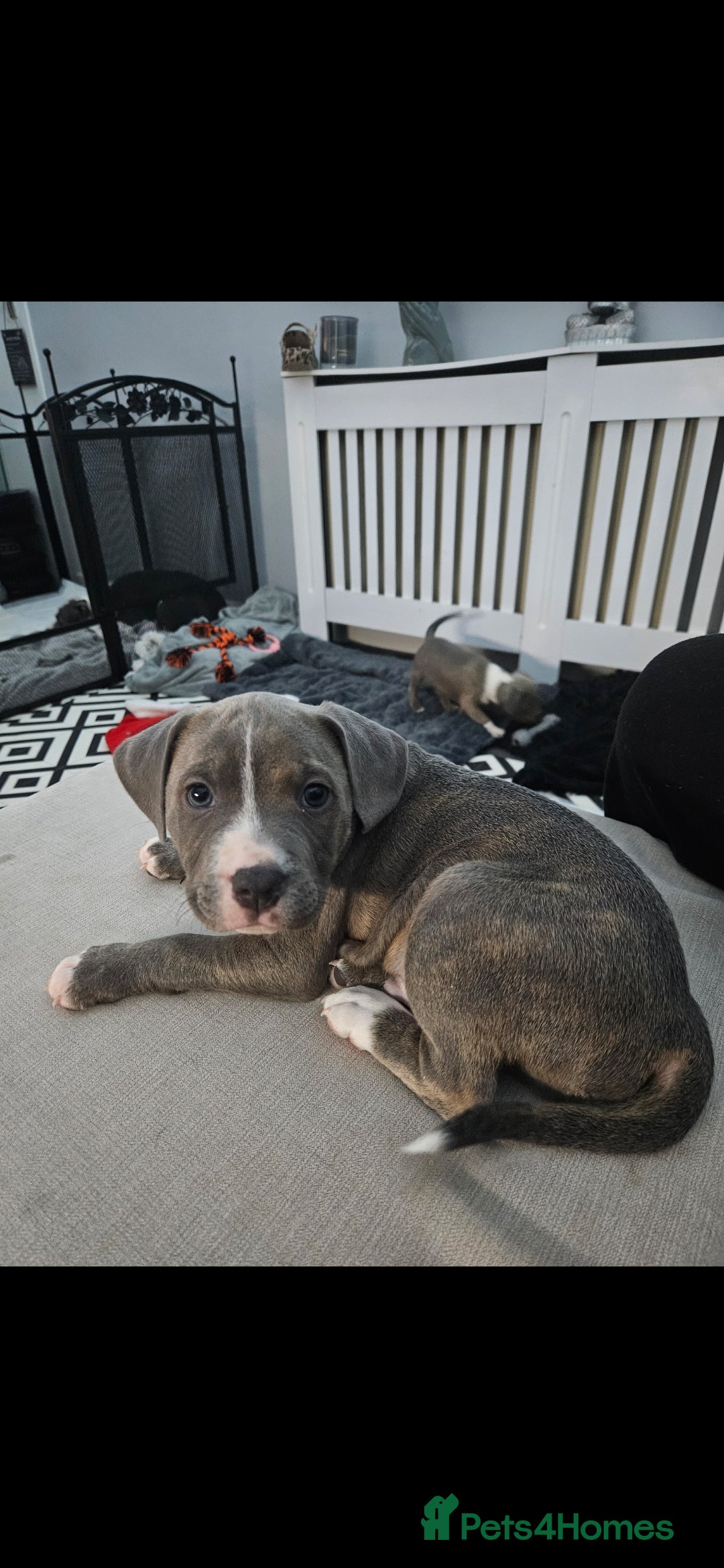 Staffordshire Bull Terrier dogs for sale: Staffy Puppies. Exceptional Temperament. - Advert 5