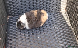 Guinea Pig rodents for sale: 2 baby girl guinea pigs and 3 boys  - Image 8