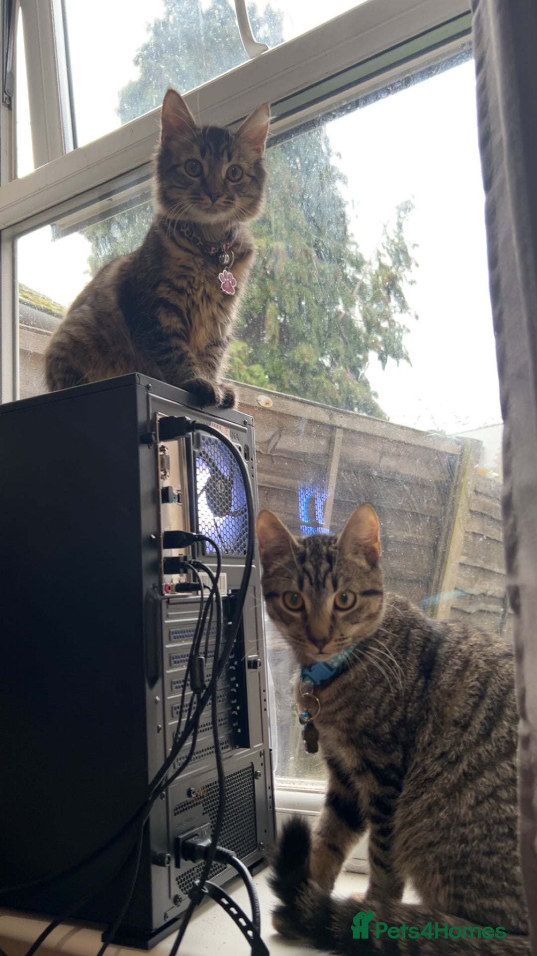 British Longhair cats for sale: 2 kittens looking for a new home  - Advert 1