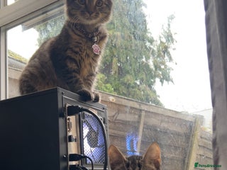 British Longhair cats 2 kittens looking for a new home - Advert 1