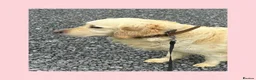 Golden Retriever dogs for sale: KC Registered Golden Retriever Pups  - Advert 6