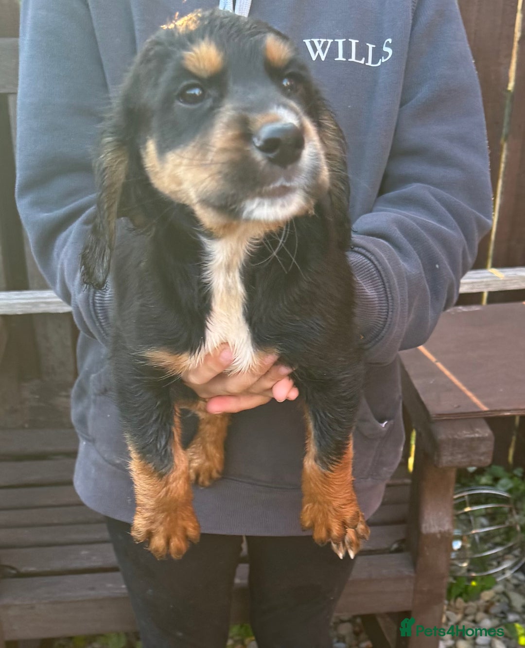 Cocker Spaniel dogs for sale: Working cocker spaniels  - Image 28
