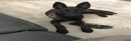 German Shepherd dogs for sale: Dutch shepherd, not a German shepherd  - Advert 6