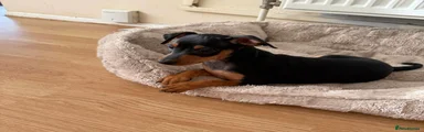 Miniature Pinscher 2