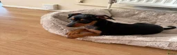 Miniature Pinscher dogs for sale: Miniature Pinscher Girl Puppy Last One Available🐶 - Advert 3