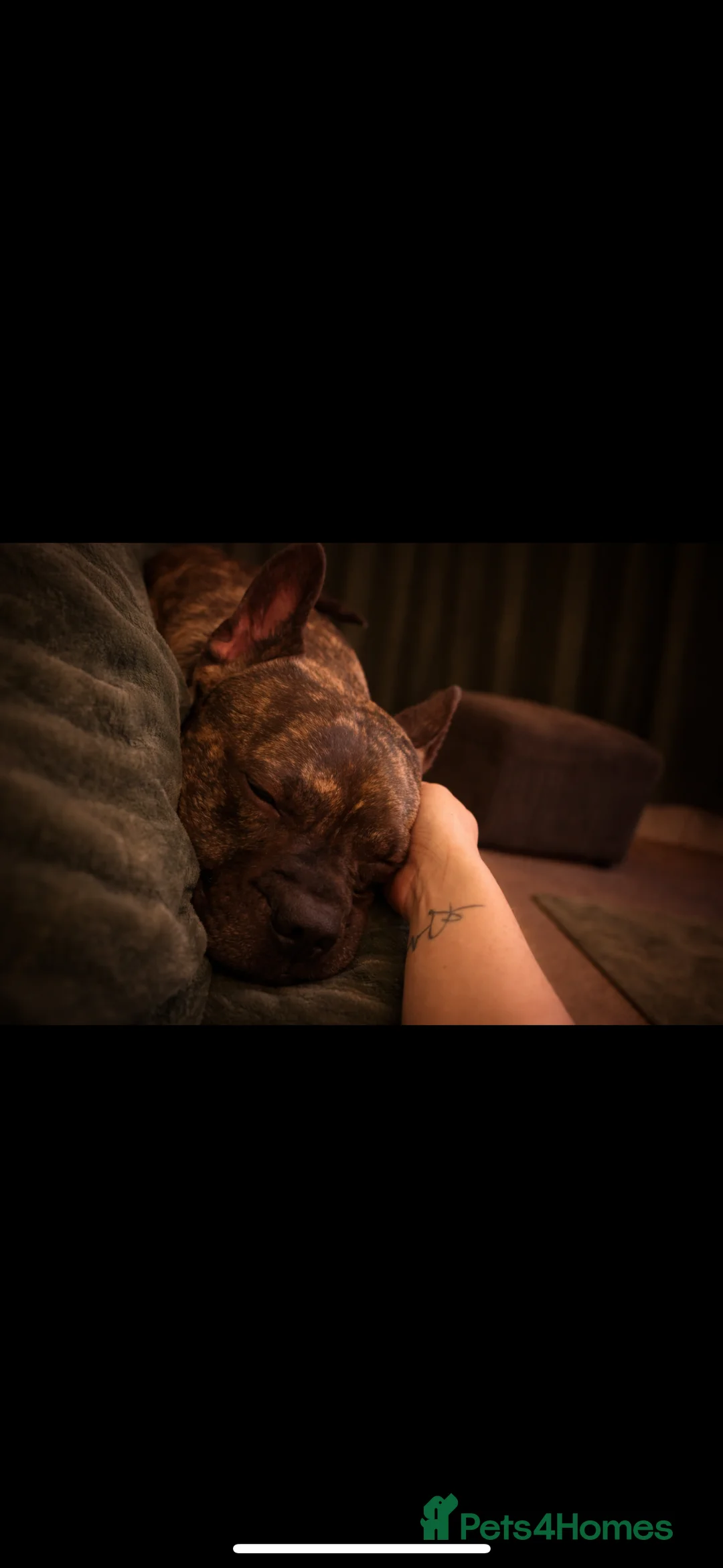 Mixed Breed dogs for sale: Staff x French bull dog looking for forever home - Advert 2