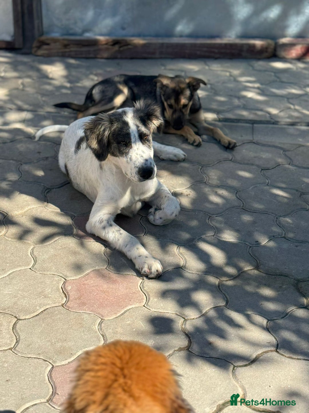 Mixed Breed dogs for adoption: ODIN, a superb young boy - for a Loving Home  - Advert 28
