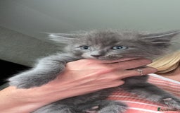 Ragdoll cats for sale: 2 Ragdoll Cross Kittens. Ready Now - Image 2