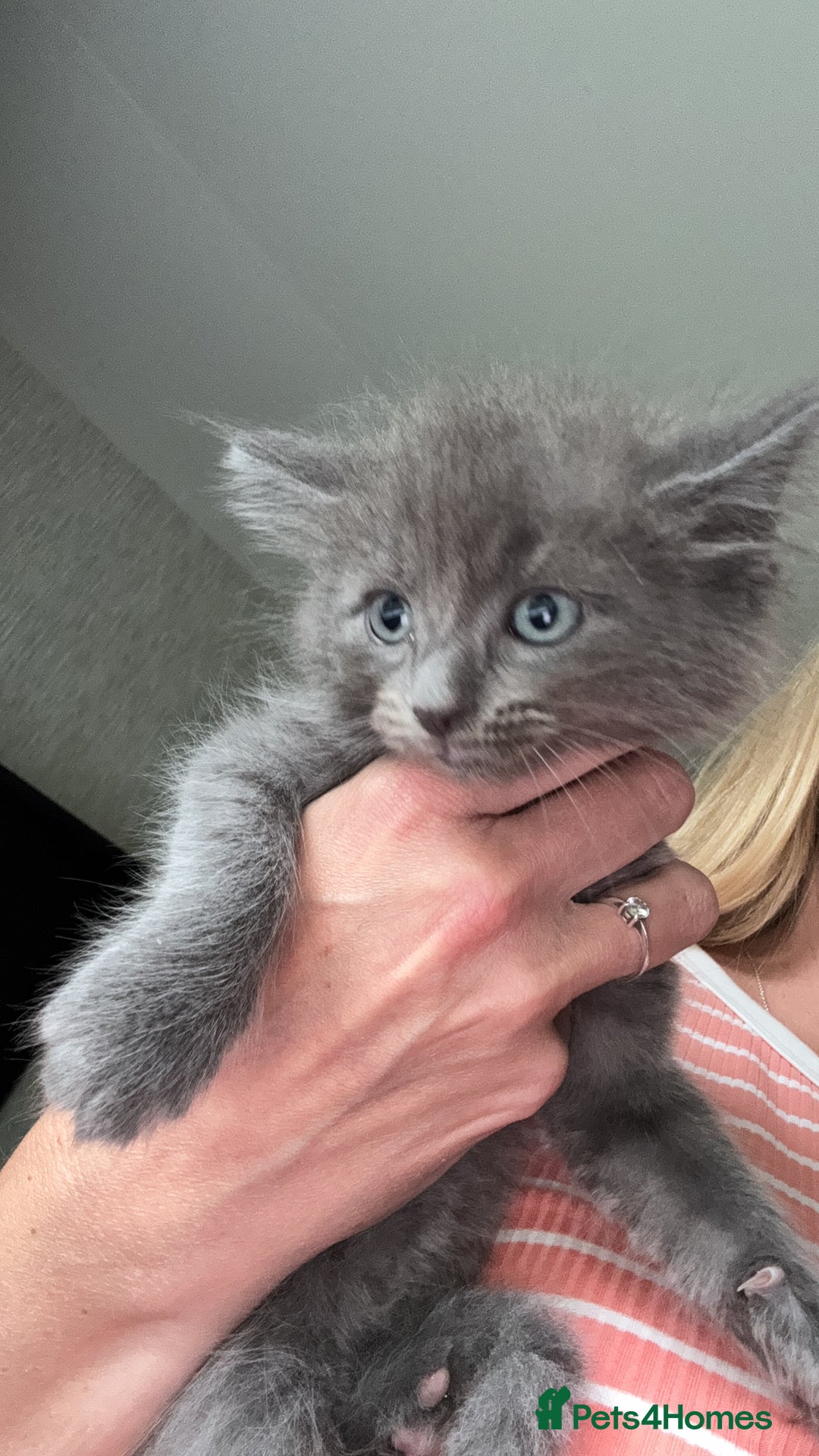 Ragdoll cats for sale: 2 Ragdoll Cross Kittens. Ready Now - Image 2