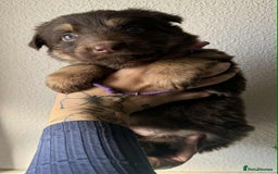 German Shepherd dogs for sale: Beautiful straight back German Shepherds  - Image 14