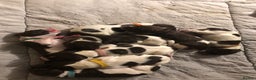 German Shorthaired Pointer dogs for sale: ALL RESERVED  - Advert 8