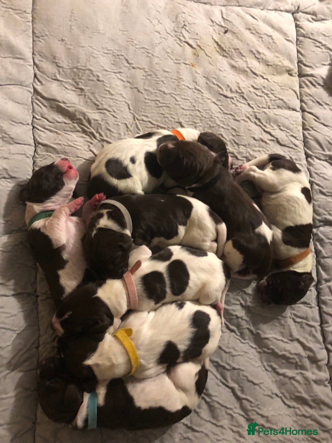German Shorthaired Pointer dogs for sale: Stunning KC Reg German shorthaired pointers  - Image 3