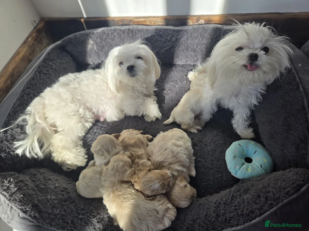 Maltipoo dogs for sale: F1🎀Maltipoo 🎀Luxury rare🎀 KC parents - Advert 32