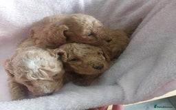 Miniature Poodle dogs for sale: MINIATURE POODLES - Image 8