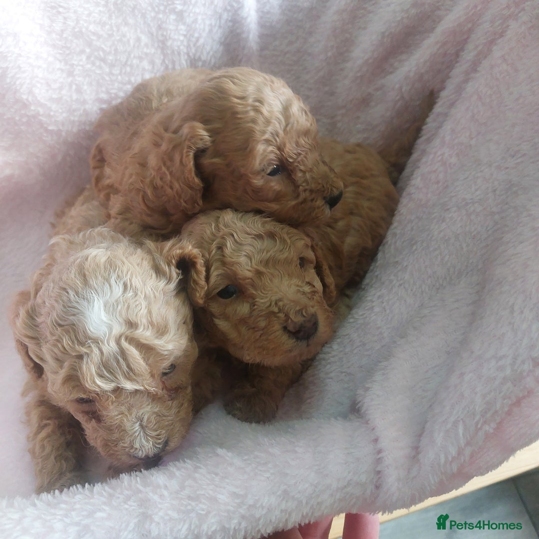 Miniature Poodle dogs for sale: MINIATURE POODLES - Image 8