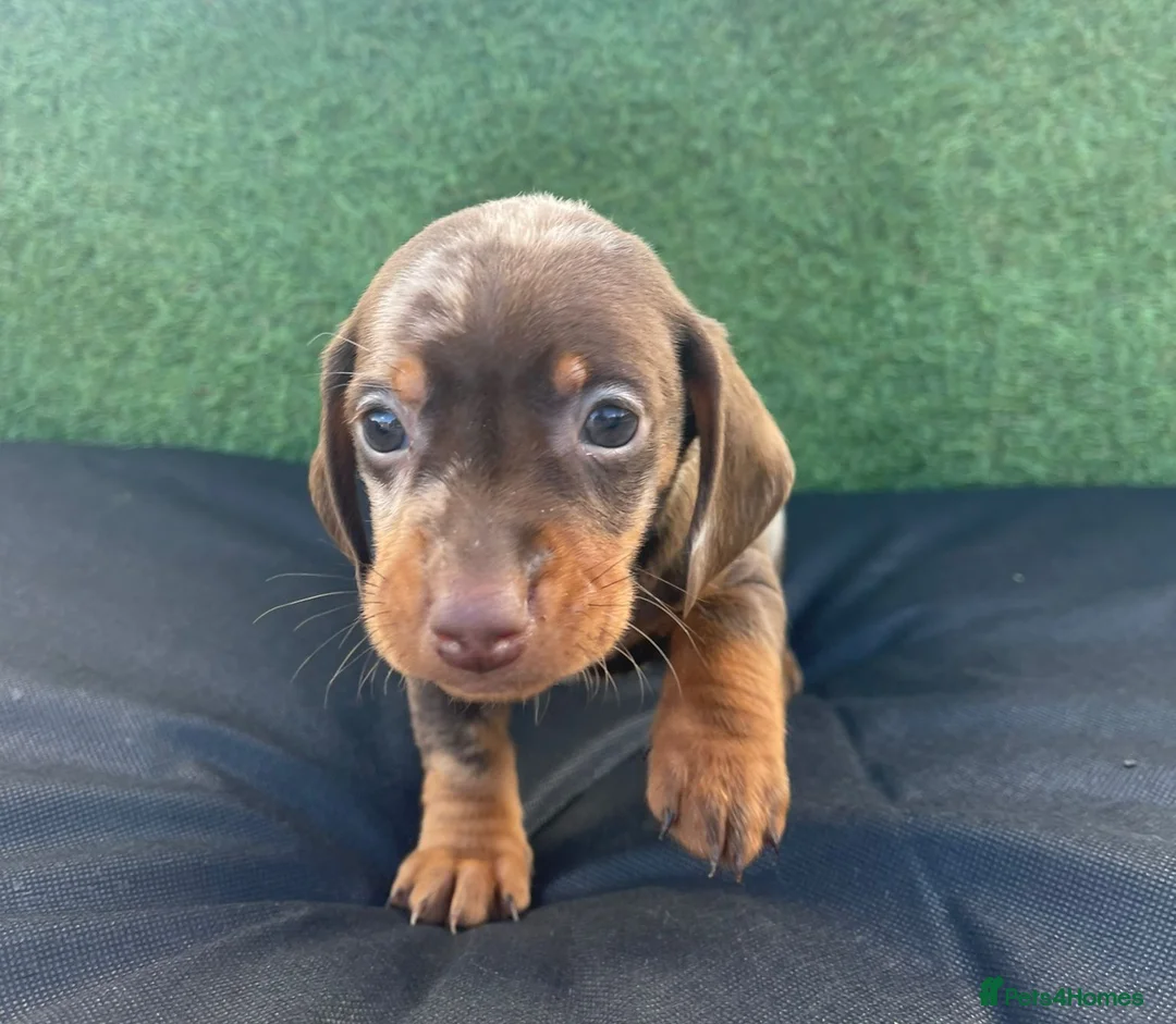 Dachshund dogs for sale: 3 adorable dachsund puppies ready for new home! - Advert 6