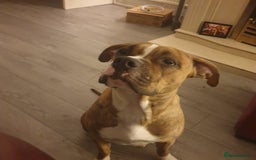 Mixed Breed dogs for sale: Boxer/Staff/Cane Corso Puppies for Sale - Advert 27