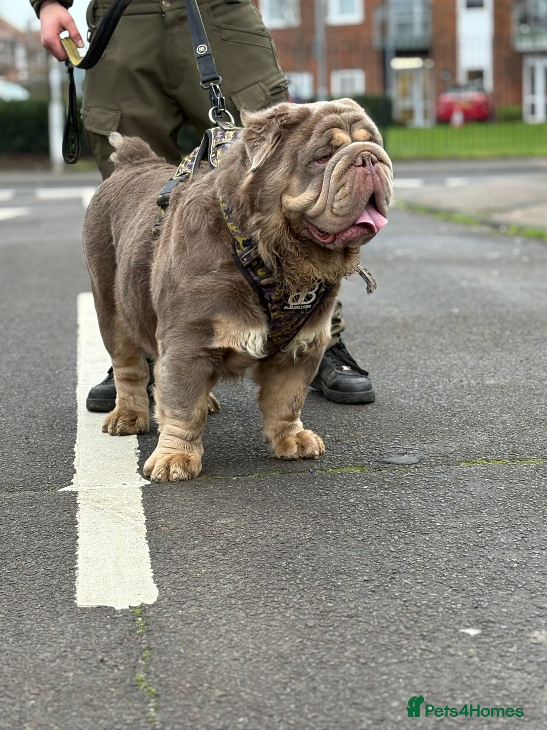 Old Tyme Bulldog dogs for stud: Olde Tyme Bulldog For Stud  - Advert 5