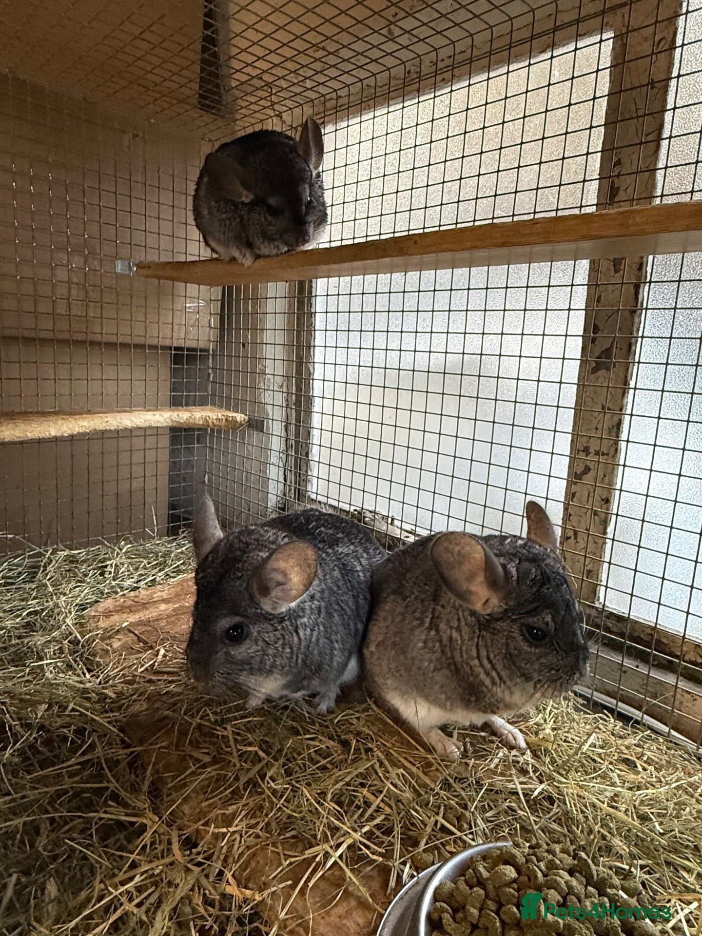 Chinchilla rodents for sale: 3 Male Chinchillas Looking for a Loving Home 🐾 - Advert 12