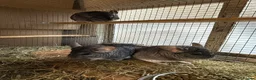 Chinchilla rodents for sale: 3 Male Chinchillas Looking for a Loving Home 🐾 in Romford - Advert 1