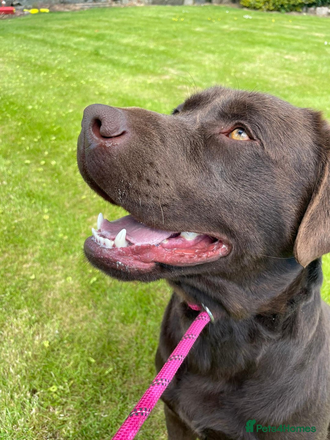 Labrador Retriever dogs for sale: Beautiful black and chocolate pups  - Image 13