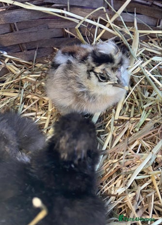 Chickens poultry - Advert 5