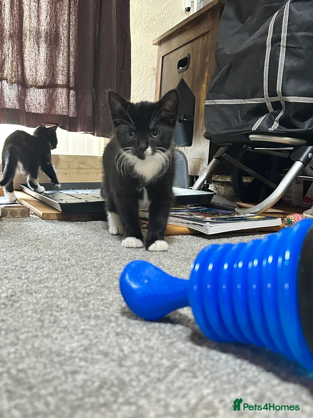 British Shorthair cats for sale: Kittens ready to home in Croydon - Advert 3