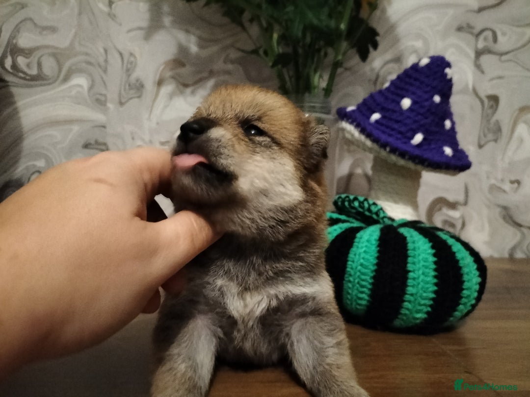 Japanese Shiba Inu dogs for sale: Well bred Japanese shiba inu puppies  - Image 25