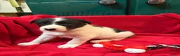 Border Collie dogs for sale: Gorgeous border collie pups - Advert 12