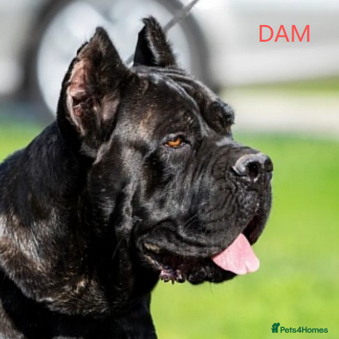 Cane Corso dogs Massive Corso Pups-Champion Pedigree-True Molosser - Advert 1