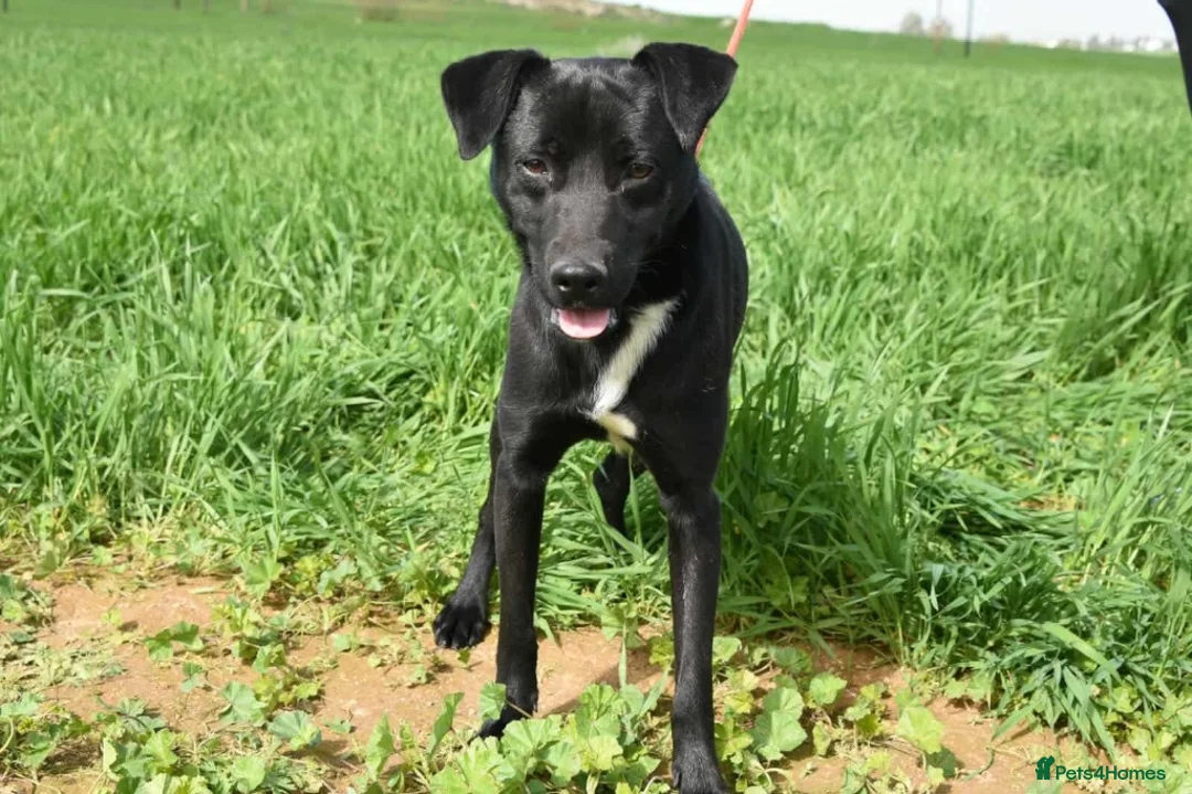 Mixed Breed dogs for adoption: Dobby - Advert 2