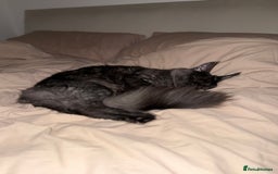 Maine Coon cats for sale: TICA Male Maine Coon  - Image 2