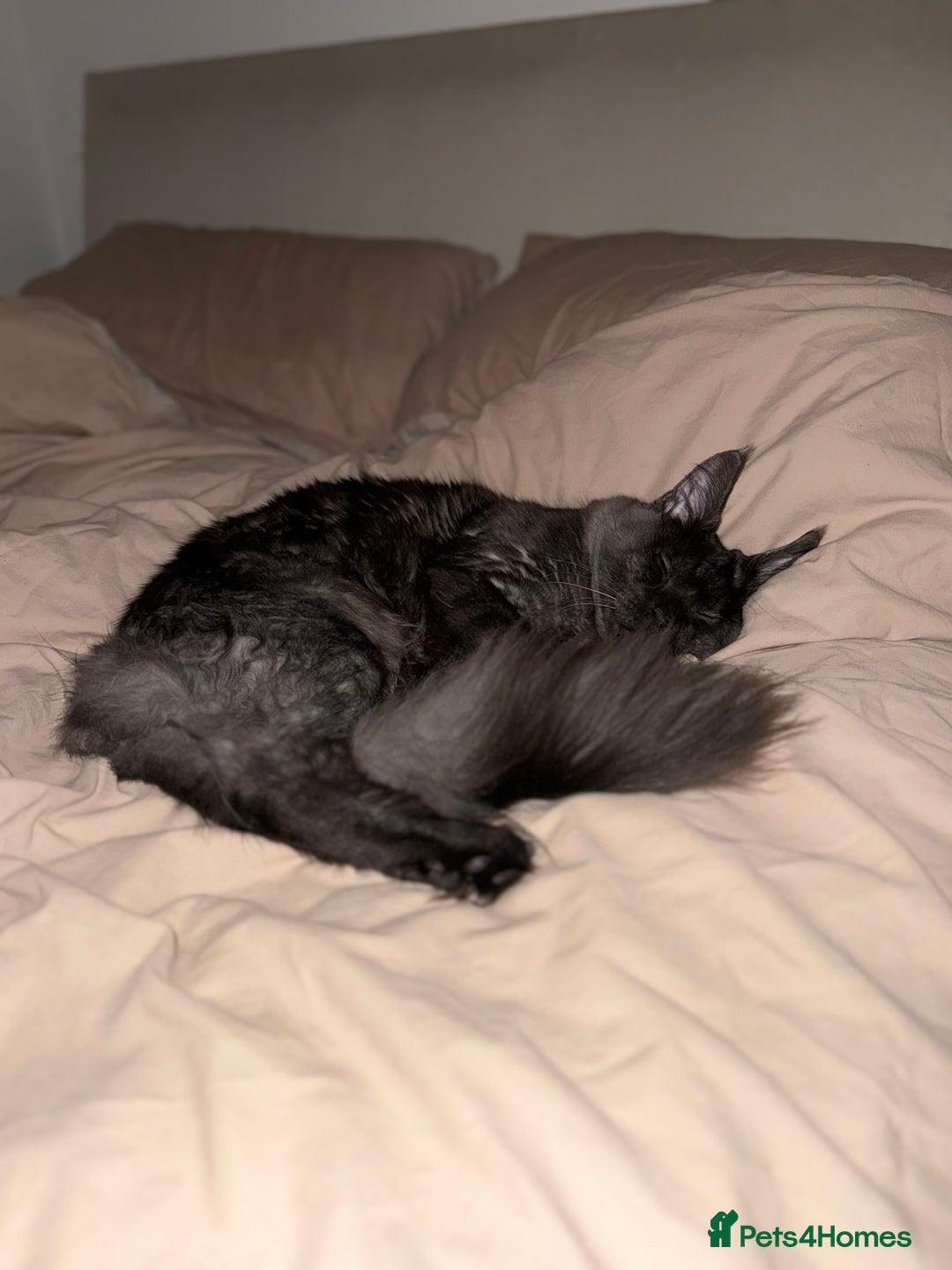 Maine Coon cats for sale: TICA Male Maine Coon  - Image 2