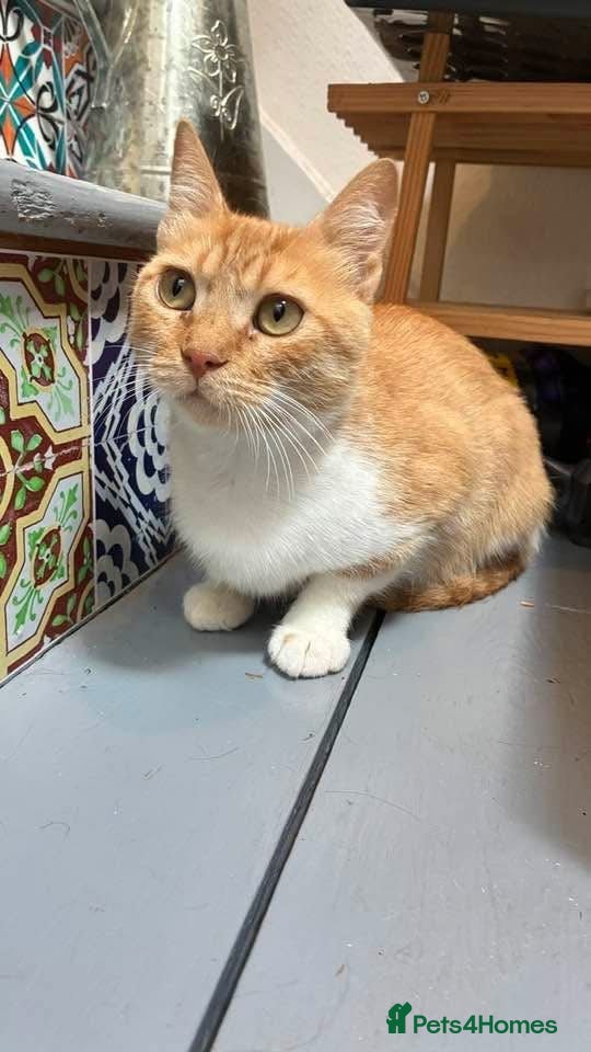 Domestic Shorthair cats Sultan – 1-Year-Old Ginger & White Female - Advert 2