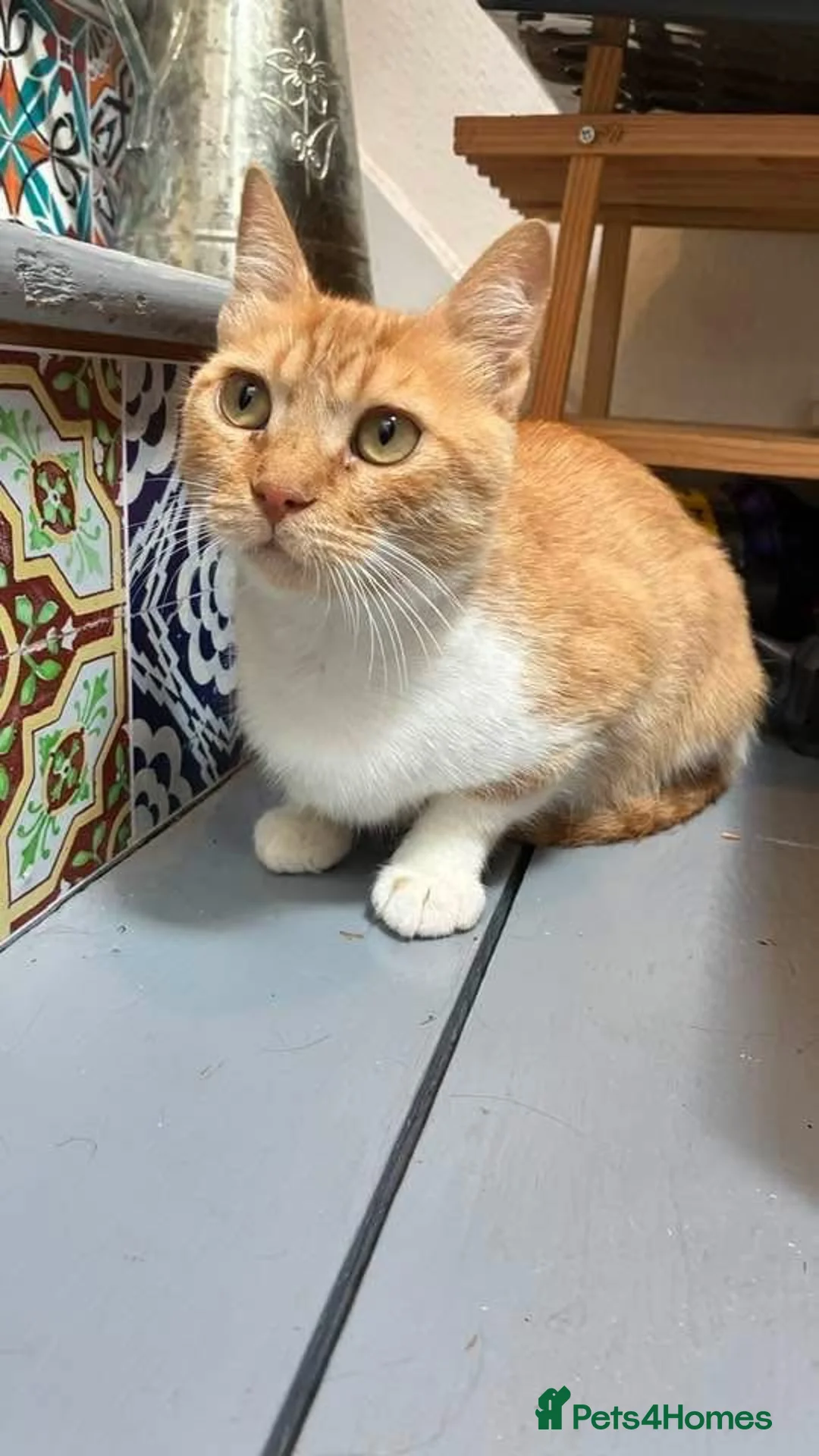 Domestic Shorthair cats for sale: Sultan – 1-Year-Old Ginger & White Female - Advert 1