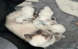 Ragcoon cats for sale: Beautiful Colourpoint Tortie Female Ragdoll Kitten - Image 22