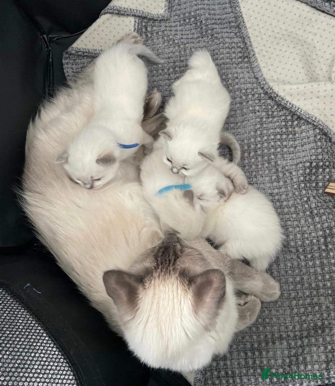 Ragcoon cats for sale: Beautiful Colourpoint Tortie Female Ragdoll Kitten - Image 22