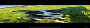Scout- Border Collie 1