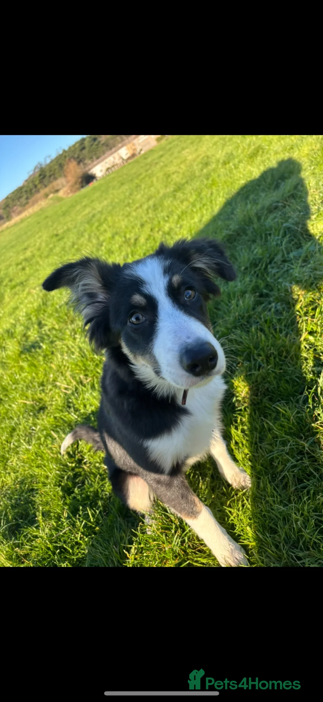 Border Collie dogs for sale: 1 year old looking for a loving home  - Advert 2