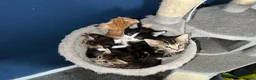 British Shorthair cats for sale: 5 gorgeous short hair kittens - Advert 1