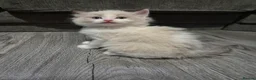 Ragdoll cats for sale: Two Ragdoll kittens - Advert 5