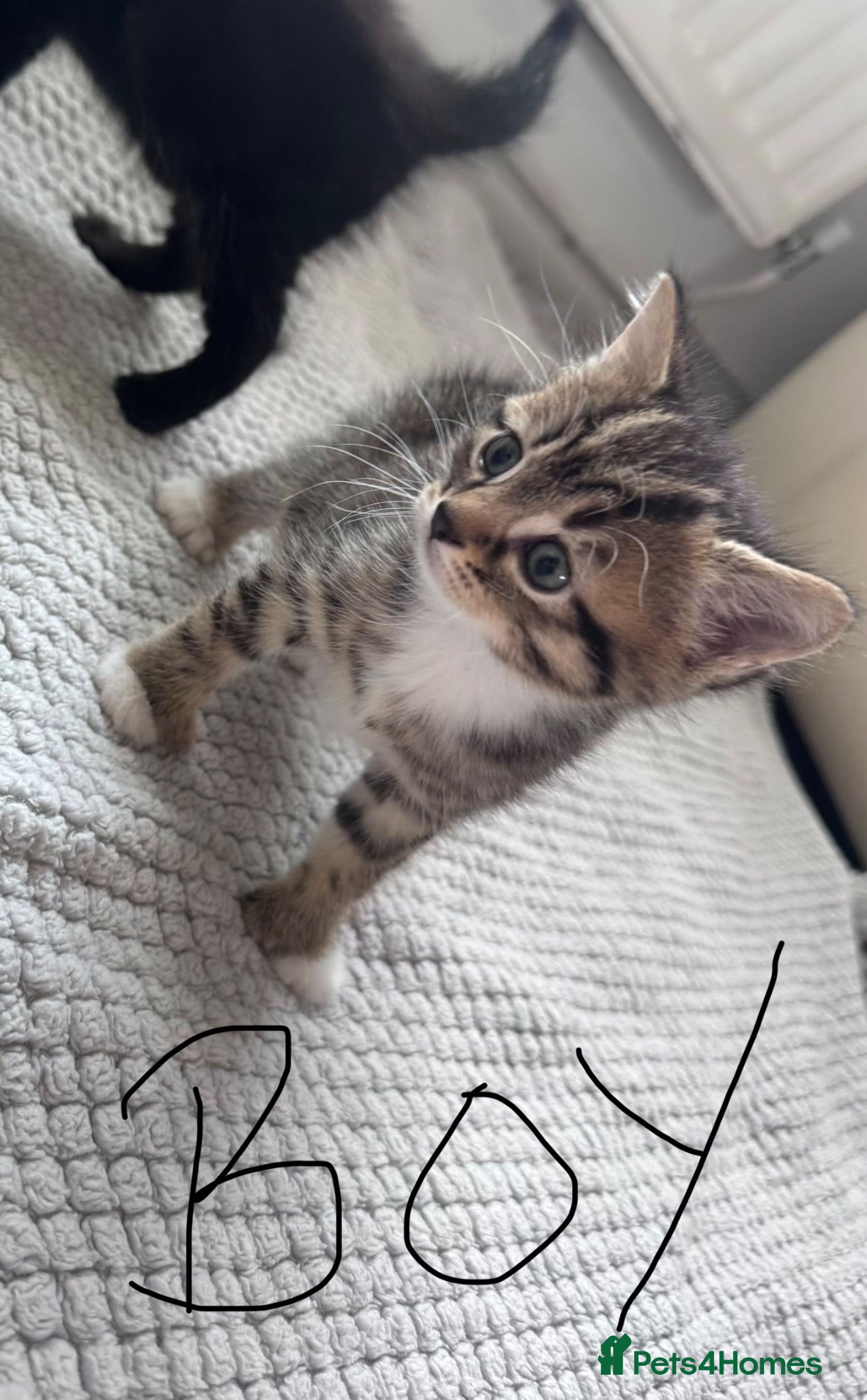 Mixed Breed cats 2 boys kittens - Advert 12