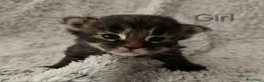 Maine Coon 5