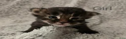 Maine Coon cats for sale: 6 TICA registered Maine Coon kittens. - Advert 3