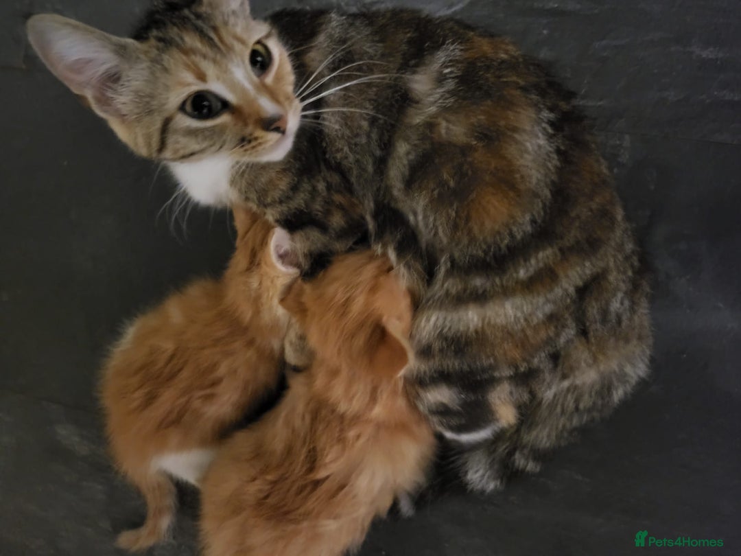 Mixed Breed cats for sale: 2 Beautiful Male Ginger Fluffy Kittens - Image 11