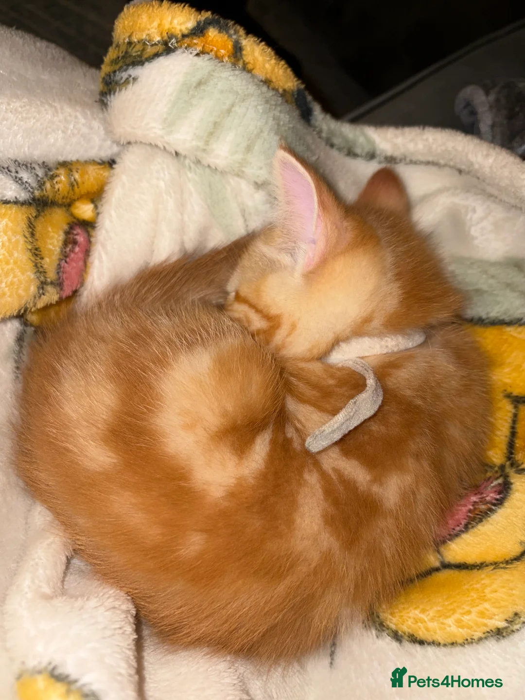 British Shorthair cats for sale: Beautiful ginger striped kittens in Polegate - Advert 2