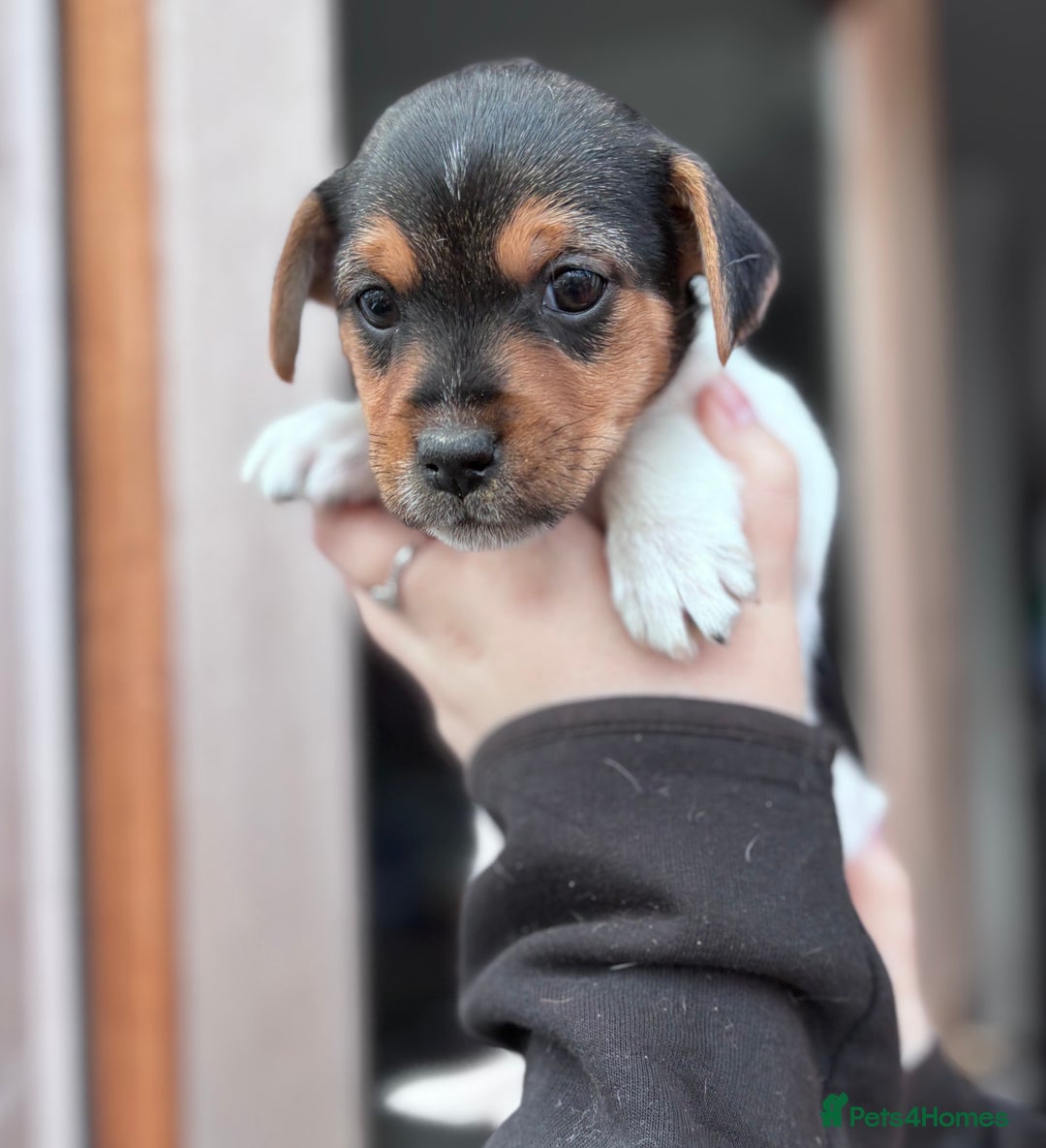 Jack Russell dogs for sale: Jack Russell puppies  - Advert 7